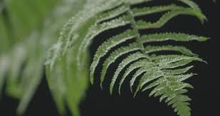 During tuesday's township board meeting, supervisor dan buyze Close Up Of Acacia Leaves In Stock Footage Video 100 Royalty Free 1037020619 Shutterstock