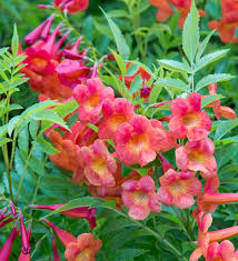 Image result for Tecoma stans