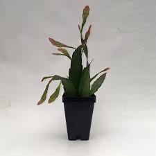 Image result for Euphorbia ramulosa