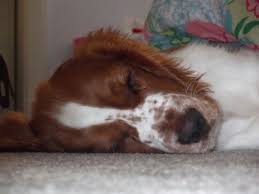 Welsh Springer Spaniel My Leo As A Pup Tired Out From Playing With The Cat