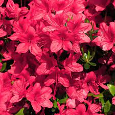 National Plant Network 2 25 Gal Azalea Sunglow Flowering Shrub With Red Blooms Hd7021 The Home Depot Azaleas Landscaping Flowering Shrubs White Flowering Shrubs