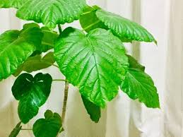 ウンベラータの育て方 葉焼けの場合の対処法など上手な管理方法を解説 Botanica