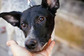 How To Treat My Dog If Presents Allergy After A Bee Sting - Quora