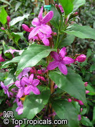 Image result for Eranthemum laxiflorum