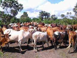 Image result for picha za  majaliwa na mifugo