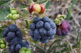 Image result for Rubus adolfi-friederici