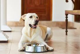 4 Must Know Facts About Kidney Disease In Dogs Petmd Olive Oil For Dogs Dog Food Recipes Best Dog Food