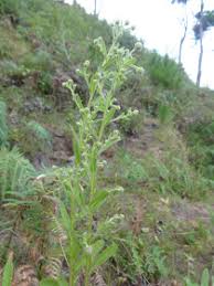 Image result for Laggera crispata