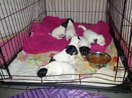 Check spelling or type a new query. Jack Russell Puppies For Sale Michigan