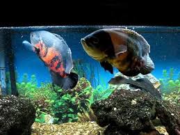 How big do oscar grow. Oscar Fish Part 1 How To Care For Oscar Fish Freshwater Fish Global
