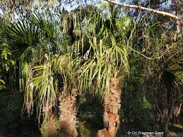 Image result for Livistona drudei