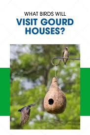 Gourd Houses Are The Number One Choice By Wild Birds In 2021 What Is A Bird Martin Bird House Gourds