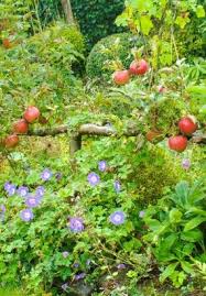 Epingle Sur Jardin Mediterraneen