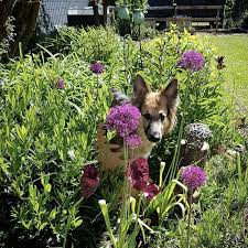 Pin Auf Garten