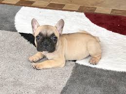 When you are looking for a french bulldog for sale there are some important things to look for. How To Prepare For Your New French Bulldog Puppy Family Puppies