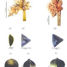 Image result for Sphaerocyperus erinaceus