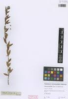 Image result for Clutia hirsuta