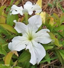 Image result for Cycnium