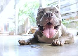 how much should a pit bull eat cuteness