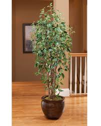 Want to make your business space attractive enough? Value Priced 7 Greenhouse Artificial Ficus Tree At Petals