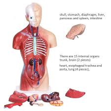 The torso or trunk is an anatomical term for the central part, or core, of many animal bodies (including humans) from which extend the neck and limbs. 28cm Human Body Model Torso Human Internal Organs Anatomical Model Medical Teaching Aids Skeleton Children S Educational Toys Doctor Toys Aliexpress