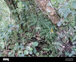 Image result for Doryopteris concolor