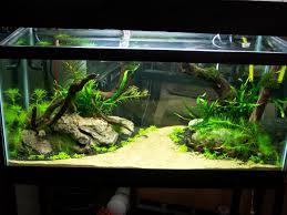 Aquascape aquarium, mawanella town, sri lanka. Aquarium Aquascape Designs