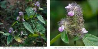 Image result for Justicia flava