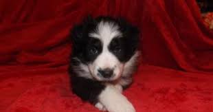 Border Collie Australian Shepherd Puppy Male World Cutest Dog Australian Shepherd Puppy Australian Shepherd