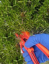 Image result for rosemary pruning