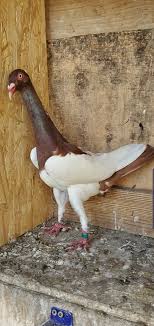 Pin By Sabri Bey On طيوري In 2020 Pigeon Animals Bird