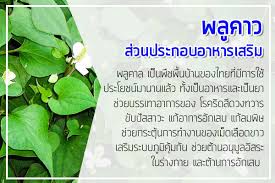 สมุนไพรพลูคาว มีชื่อเรียกท้องถิ่นอื่น ๆ ว่า ผักคาวตอง (ลำปาง, อุดรธานี) คาวทอง (อุตรดิตถ์, มุกดาหาร) ผักก้านตอง (แม่ฮ่องสอน) ผักคาวปลา, ผักเข้าตอง. à¸žà¸¥ à¸„à¸²à¸§ à¸œà¸¥ à¸•à¸­à¸²à¸«à¸²à¸£à¹€à¸ªà¸£ à¸¡ à¸£ à¸šà¸œà¸¥ à¸•à¸­à¸²à¸«à¸²à¸£à¹€à¸ªà¸£ à¸¡ Oemà¸­à¸²à¸«à¸²à¸£à¹€à¸ªà¸£ à¸¡ Kovic Kate