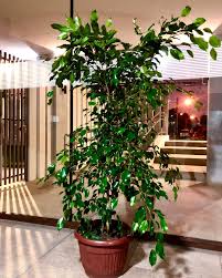 Image result for ficus benjamina en casa