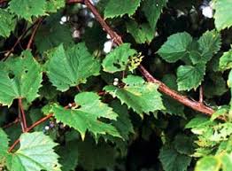 Most grape vines produce deeply lobed leaves similar to the cultivated grape. Grapevines Identifying Noxious Weeds Of Ohio