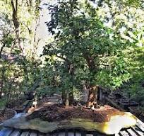 A unique willow leaf ficus bonsai – Adam's Art and Bonsai Blog