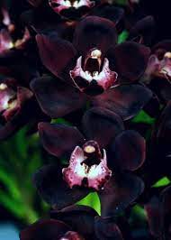 Black Orchid Seeds 20 Seeds Rare Orchids Code 160 Orchid Collection Gardening Flower Seeds Orchid Seeds Rare Orchids Black Flowers