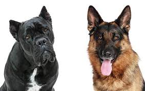 German shepherd puppies available for sale in colorado from top breeders and individuals. German Shepherd Pitbull Mix Puppies For Sale Near Me