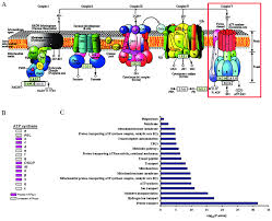 Atp is necessary to power all cellular processes, so it is constantly being used by cells and constantly needs to be produced. Assembly Of Atp Synthase And Go Analysis Of Atp Synthase Subunits A Download Scientific Diagram