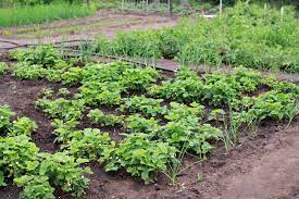Growing a small vegetable garden is like living in a small house: 25 Brilliant Vegetable Garden Layout Ideas For Beginners Garden And Happy