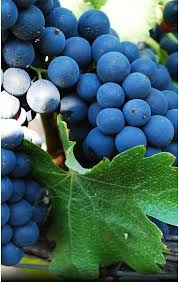 Agriculture Bio La Brillane Vin Bio Provence Desherbage Agriculture Jardinage