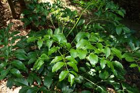 Image result for Polyscias kivuensis