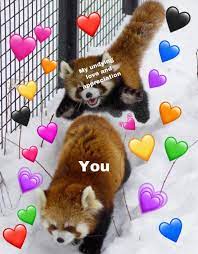 Pin On I Love Red Pandas