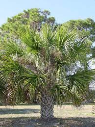 Florida Sabal Palm Tree Sabal Palmetto Xd Landscapers Plug Palm Tree Types Palm Trees Landscaping Palm Trees