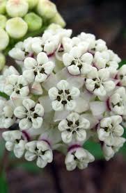 Asclepias Variegata Red Ring Milkweed Seltene Blumen Wachsende Blumen Blumen Pflanzen