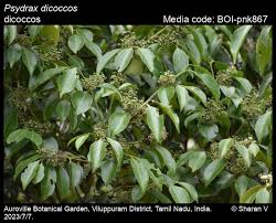 Image result for Psydrax parviflora