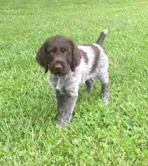 They are located in north carolina German Wirehaired Pointer Breeders Nc