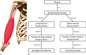 Ontologic Modeling Of The Biceps Brachii Muscle A Drawing Download Scientific Diagram The bicep comes out from from armpit between the pec and those back muscles. biceps brachii muscle