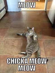 Meow Chicka Meow Meow Funny Animal Pictures Bones Funny Funny Pictures
