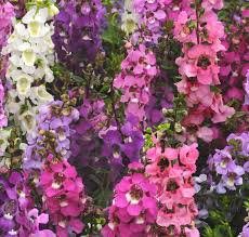 Image result for Angelonia