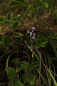 Image result for Coleus hadiensis